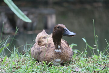 Duck in Green Grass: A close-up shot captures the serene moment of a duck resting gracefully amidst the lush, green grass.