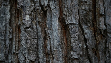 Rough Tree Bark Texture Close-Up – Natural Brown Wood Surface. Close-up of rugged tree bark with detailed cracks and texture. Great for natural backgrounds, wood patterns, and design elements.