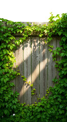 Wooden Fence Background With Green Ivy And Sunlight Illustration