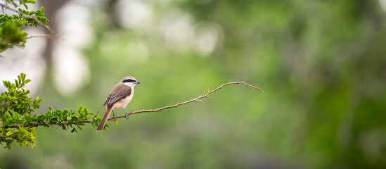 Brown shrike sits on a thin branch at Yala National Park, Sri Lanka. The bird looks to the side against a soft green natural backdrop.