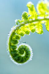 Spiral-shaped tip of a fresh fern frond rolled up against the light. Small water droplets have formed after a rain shower. Macro close-up with fine details and blue-greyish blurred background.