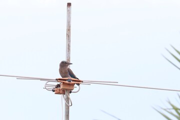 Bird on an Antenna: A captivating photograph captures a solitary bird perched atop an antenna against a serene sky background, showcasing the raw beauty of the moment.