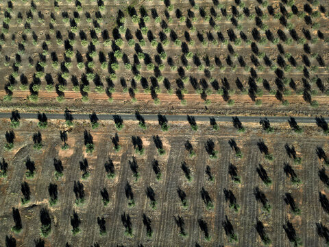 Aerial view of regimented rows of olive trees casting long shadows across the arid landscape bisected by a narrow road, Reguengos de Monsaraz, &Atilde;&permil;vora District, Portugal.