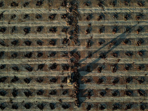 Aerial view of neatly organized rows of olive trees cast long shadows in the golden light of dusk, creating a textured landscape, Reguengos de Monsaraz, &Atilde;&permil;vora District, Portugal.