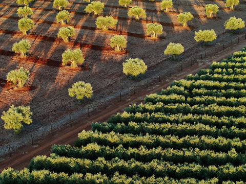 Aerial view of sun-drenched olive groves casting long shadows across the ruddy earth, a vibrant tapestry of agriculture and natural beauty, Reguengos de Monsaraz, &Atilde;&permil;vora District, Portugal.