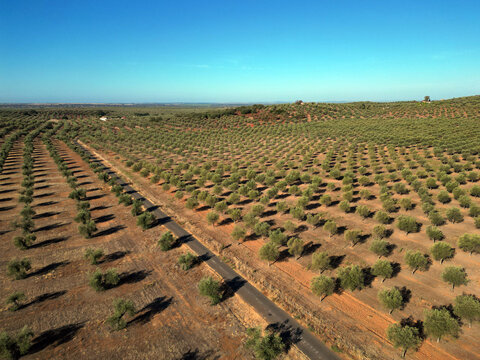 Aerial view of endless rows of olive trees stretch across sun-baked earth under a vast blue sky, a testament to nature's artistry, Reguengos de Monsaraz, &Atilde;&permil;vora District, Portugal.