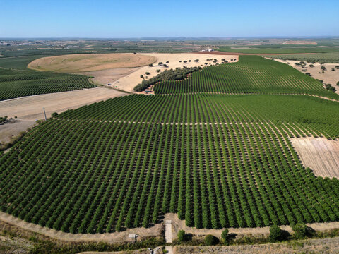 Aerial view of vibrant green fields meet sun-kissed earth, a tapestry woven by nature's hand in rural Portugal, Reguengos de Monsaraz, &Atilde;&permil;vora District, Portugal.