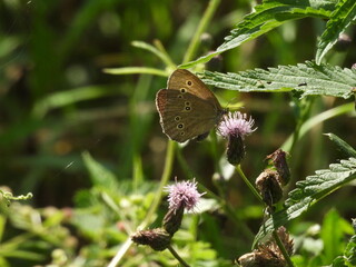 brązowy motyl na tle pokrzyw