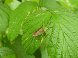 owad na tle zielonych liści