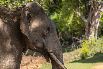 Fototapeta premium Tusker elephant walks in the jungle, elephant's head side view close-up shot at Yala National Park, Sri Lanka