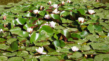 Water Lilies (Nymphaea) in Nature