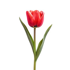 Fototapeta premium Single vibrant red tulip. Close-up, isolated on black. Detailed flower petals, green stem and leaves