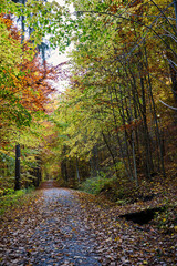 Obraz premium Colorful tree alley in the autumn park on a sunny day.