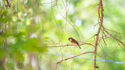 House sparrow perched on a thin branch at Yala National Park, Sri Lanka