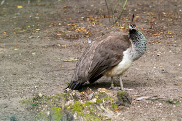 Young peahen standing on the ground near a tree stump