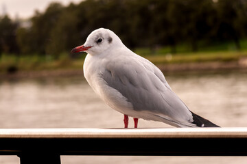 A seagull standing on a railing overlooking a river