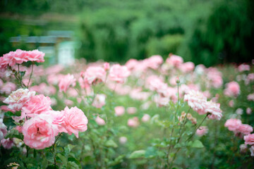 Pink roses in full bloom with soft background
