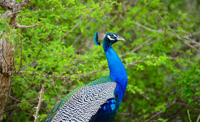 Indian Peafowl stands on the ground with its head raised, showing its bright blue neck and patterned feathers