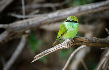 Green bee-eater perched on a fallen dead tree branch, close-up shot.