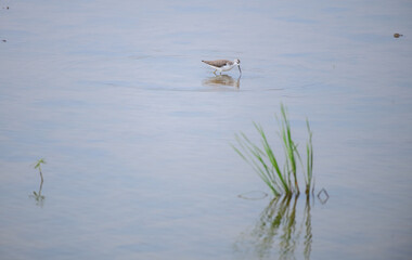 Marsh sandpiper forages in the shallow water. Bird and green reeds are reflected on the calm surface