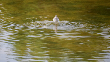 Common redshank bird forage in shallow waters, creating ripples on the water surface.
