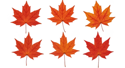 Six Isolated Autumn Maple Leaves on Transparent Background