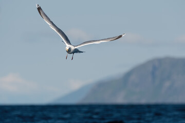 Portrait Of A Flying Seagull (Larinae)