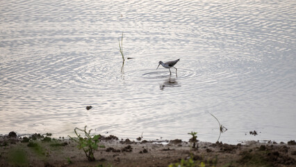 Sandpiper bird forage in shallow waters, creating ripples on the water surface.