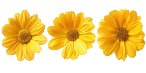 Three yellow flowers isolated on transparent png background