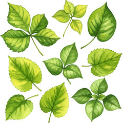 Watercolor Green Leaf Illustration with Transparent Isolated Background