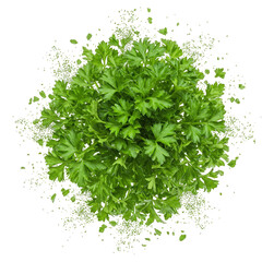 Top View of Exploding Fresh Parsley on Transparent Background