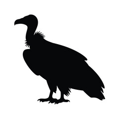 Silhouette of a vulture with its head tilted