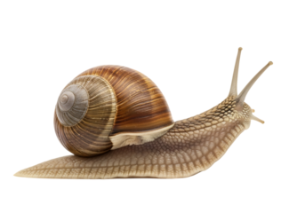 Close-up of a snail crawling, detailed texture, brown shell, isolated on ,  transparent background