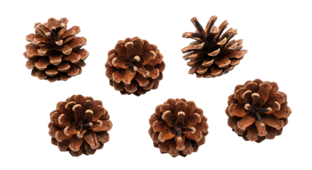 Six Brown Pine Cones Isolated on ,: Autumnal, Natural, Rustic Textures, transparent background