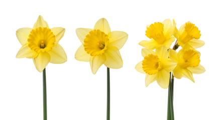 Vibrant Yellow Daffodils: Spring Flowers Isolated on . Studio Shot, Cheerful Mood, Botanical Photography, transparent background
