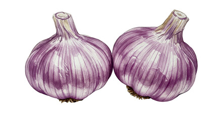 Two Purple Garlic Bulbs Watercolor Illustration