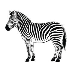 A detailed illustration of a standing zebra on a white background