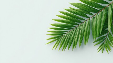 Fototapeta premium simple white background with single green palm branch in foreground