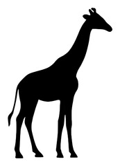 Obraz premium Silhouette of a Giraffe Standing Tall
