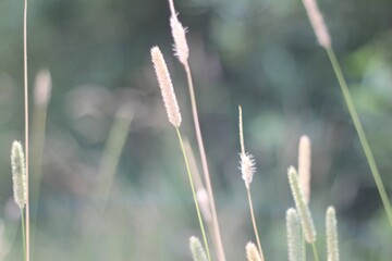 Fototapeta premium Minimalism wallpaper background simple photo outdoor plant wild grass 