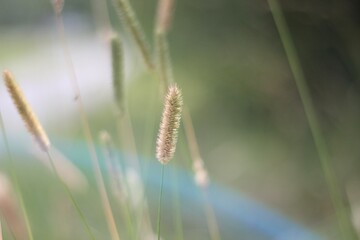 Minimalism wallpaper background simple photo outdoor plant wild grass 