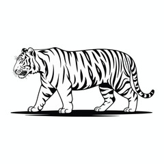 Striking black and white illustration of a majestic tiger walking