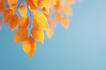 golden leaves float gently against clear sky with ample copy space