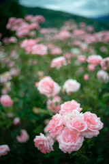 Pink roses in full bloom with soft background