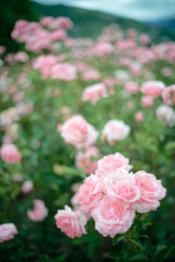 Beautiful pink roses in a rose field with bokeh effect
