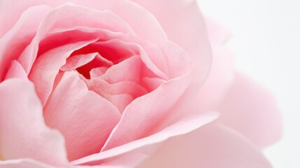Obraz premium A close-up of a vibrant pink rose in full bloom, showcasing delicate petals with a gradient from deep to light pink,