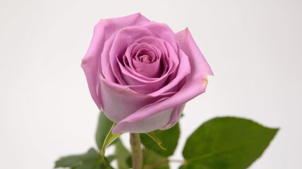 Fototapeta premium A close-up of a vibrant pink rose with layered petals showcasing a gradient from deep to light hues,