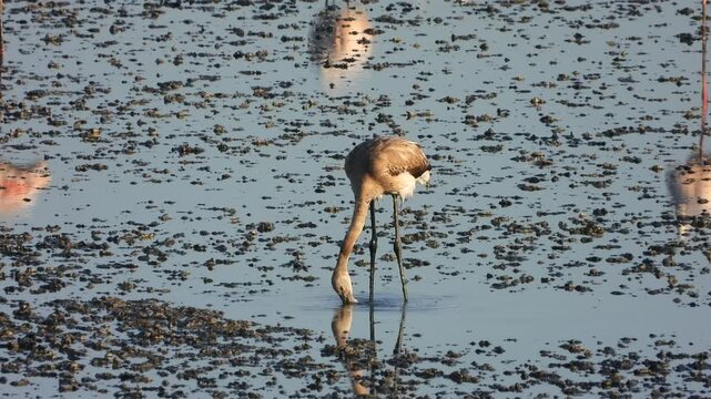 Primer plano de pollo de flamenco en reserva natural
