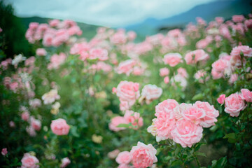 Pink roses in full bloom with soft background
