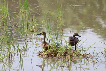 Pair of Whistling-ducks on Watery Marsh:  Two elegant whistling-ducks stand gracefully amidst tall grasses and serene waters, showcasing a tranquil moment in their natural habitat.